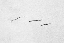 ahrenshoop algen, 2020 ©wanda konietzny