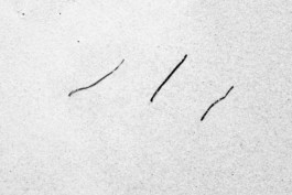 ahrenshoop algen, 2020 ©wanda konietzny