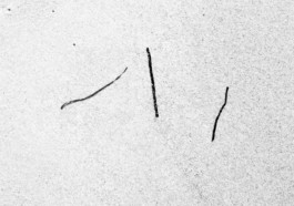 ahrenshoop algen, 2020 ©wanda konietzny