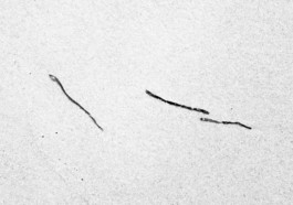 ahrenshoop algen, 2020 ©wanda konietzny