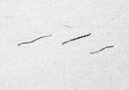 ahrenshoop algen, 2020 ©wanda konietzny